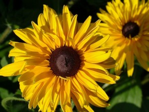 Sun Flowers